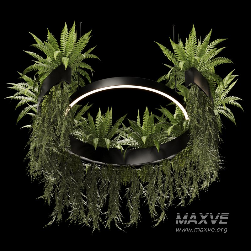 Indoorplants-Hanging plants set-84 - Image 2