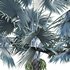 Bismarckia nobilis -Bismarck palm - Thumbnail 2