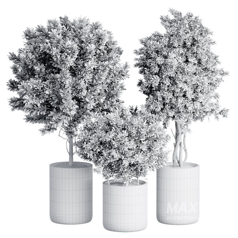 Indoor Plant 27 - Image 2