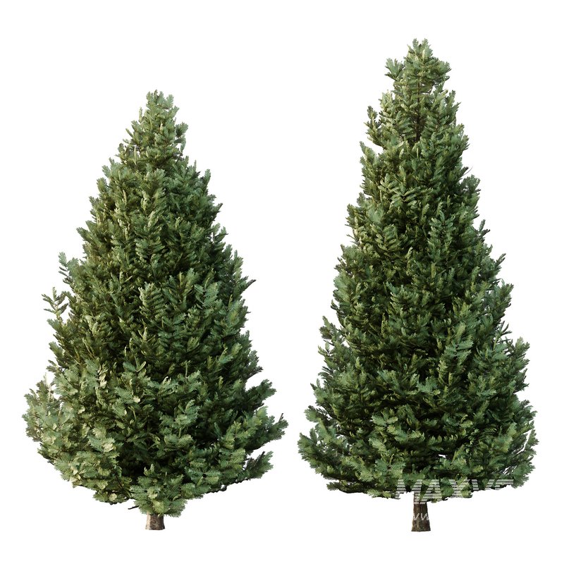 spruce tree005 - Image 3
