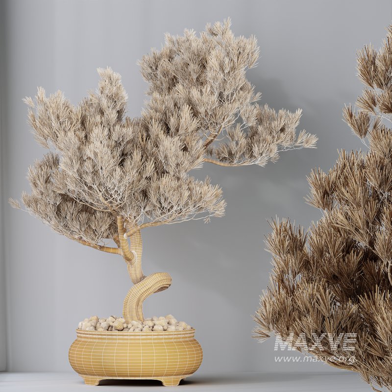 AV Indoor plants set 137 Bonsai Pinus Pentaphylla Thunbergii - Image 8