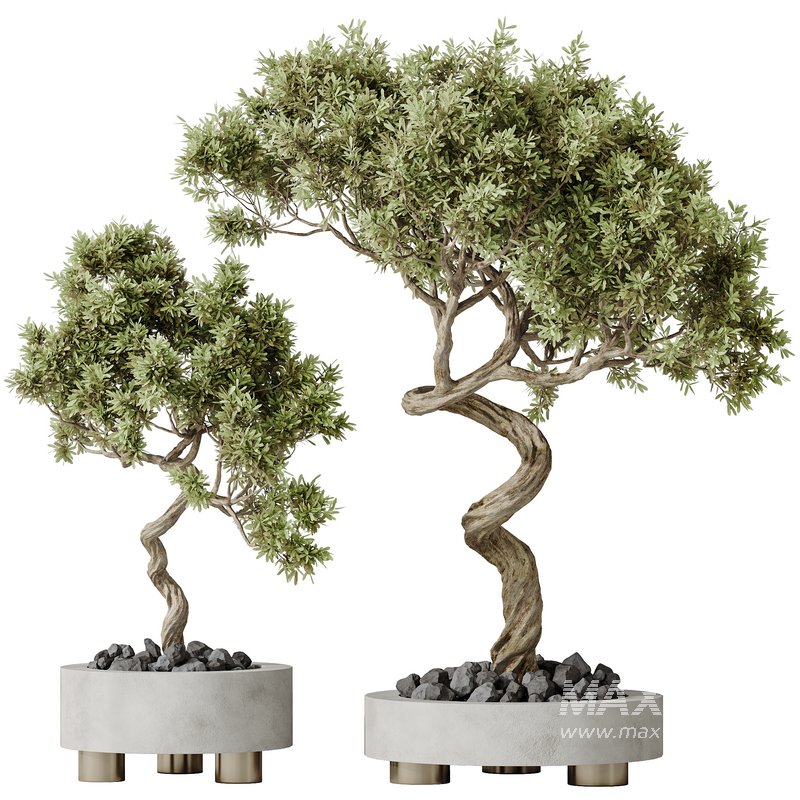 AV Indoor plants set 131 Mission Kalamata Leccino Arbequina Wilsonii Chemlali Olive - Image 3