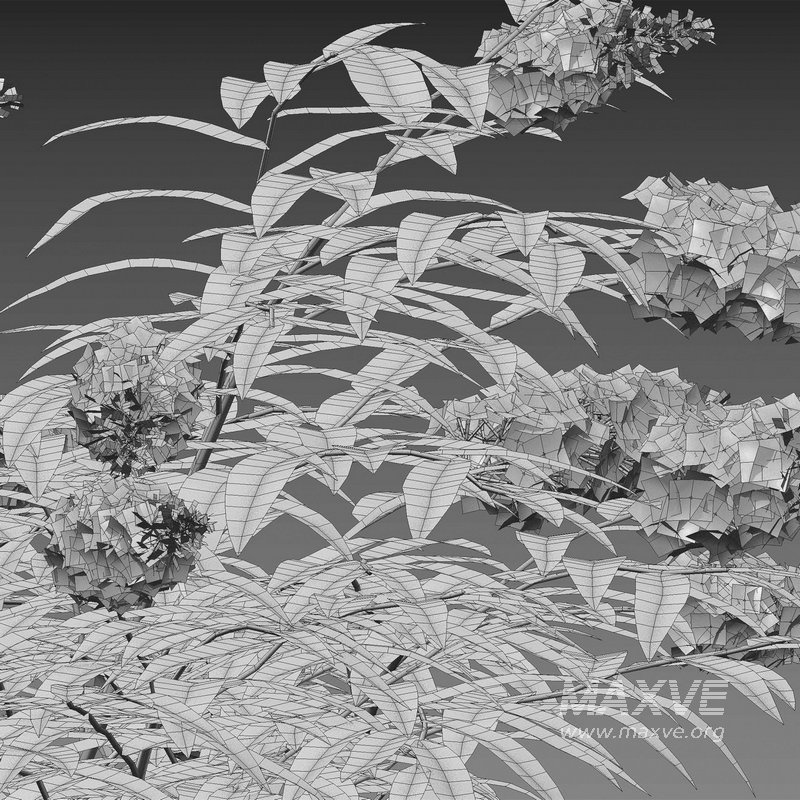 Buddleia ¨C Butterfly Bush 02 - Image 4