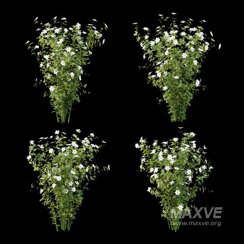 romneya coulter Plant 02 -4 Model - Image 3