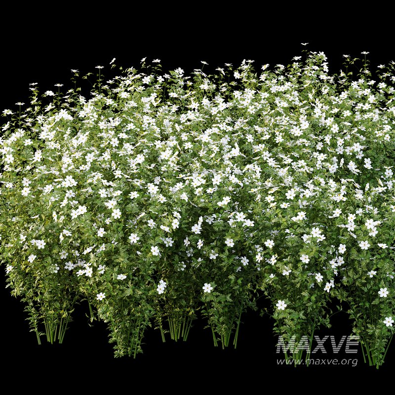 romneya coulter Plant 02 -4 Model - Image 6