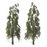 Chamaecyparis thyoides Tree - Thumbnail 2