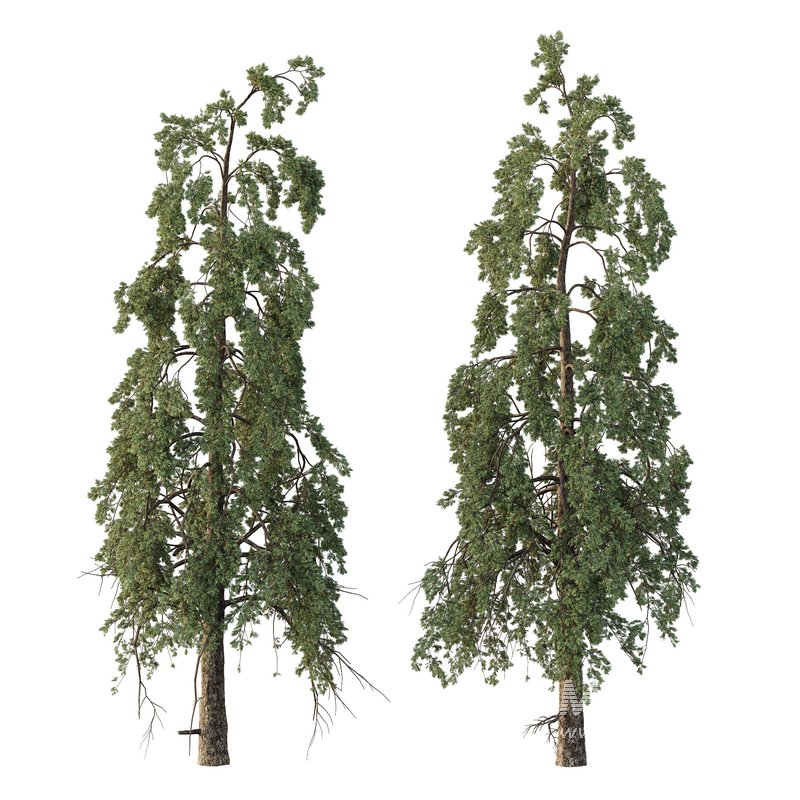 Chamaecyparis thyoides Tree - Image 2