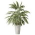 AV Indoor plants set 144 Areca Majesty Cat Reed Palm - Thumbnail 2
