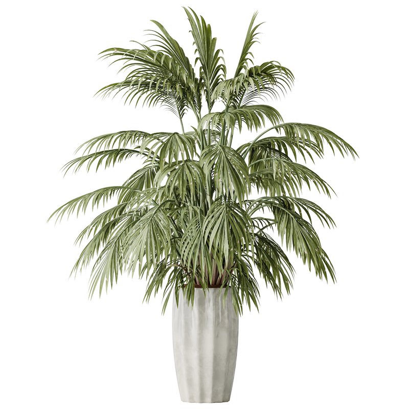 AV Indoor plants set 144 Areca Majesty Cat Reed Palm - Image 2