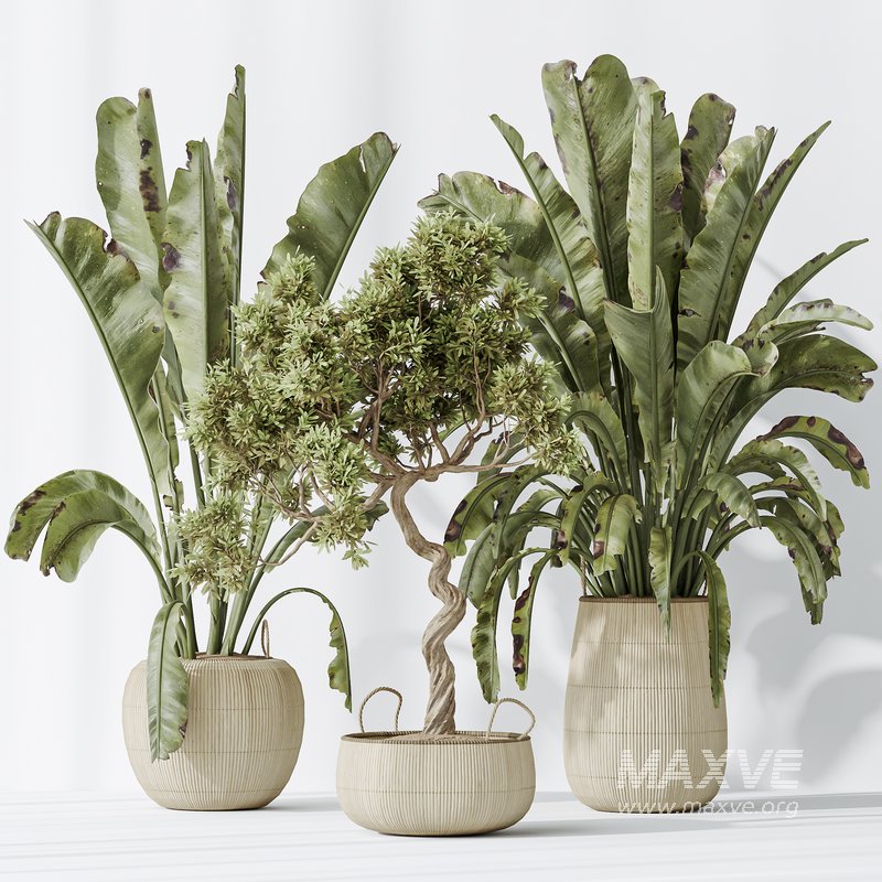 AV Indoor plants set 147 Ravenala Banana Strelitzia Nicolai Bird Of Paradise and Leccino Arbequina Wilsonii Chemlali Olive - Image 5