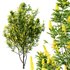 Argyrocytisus battandieri 02 -2 Plants - Thumbnail 3