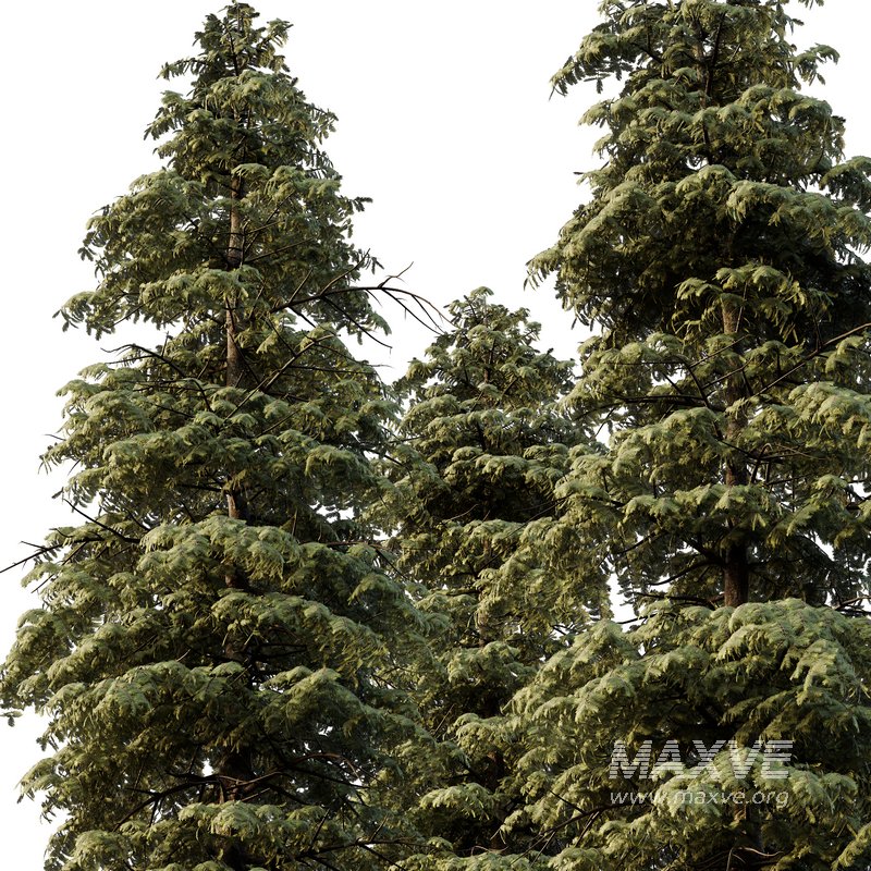 spruce tree12 - Image 3