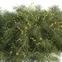 Acacia cognata Limelight-Weeping Acacia - Thumbnail 4