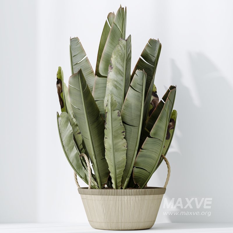 AV Indoor plants set 146 Ravenala Banana Strelitzia Nicolai Bird Of Paradise - Image 6