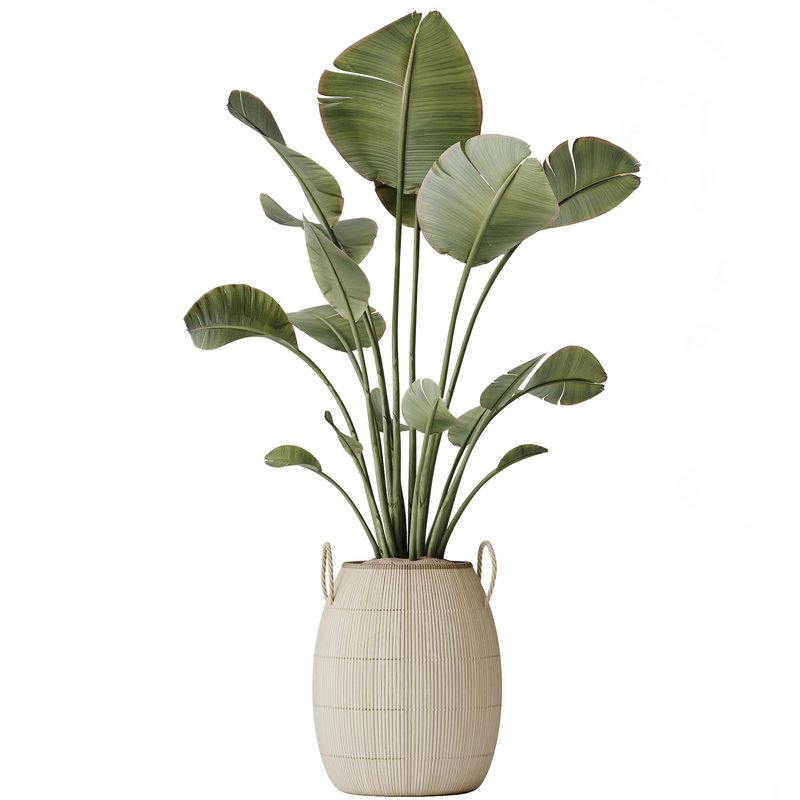 AV Indoor plants set 142 Ravenala Banana Strelitzia Nicolai Bird Of Paradise - Image 6