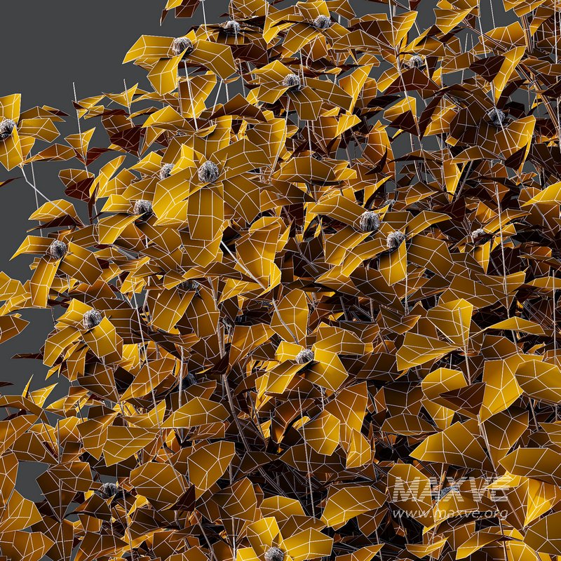 romneya coulter Plant 06 -2 Model - Image 3