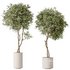 AV Indoor plants set 145 Olive Artificial Olivo Olea Tree - Thumbnail 1