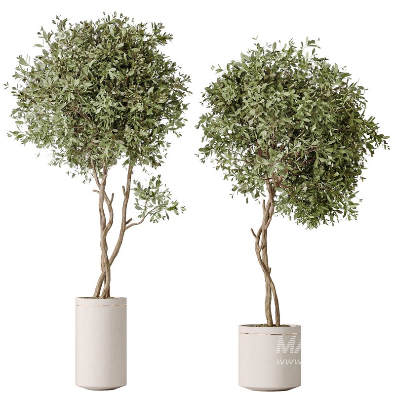 AV Indoor plants set 145 Olive Artificial Olivo Olea Tree - Image 1