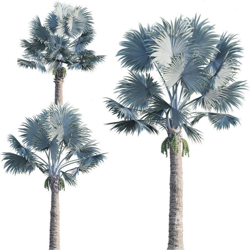 Bismarckia nobilis -Bismarck palm 02 - Image 1