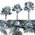 Bismarckia nobilis -Bismarck palm 02 - Thumbnail 2