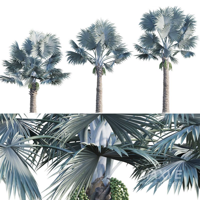 Bismarckia nobilis -Bismarck palm 02 - Image 2