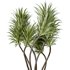 AV Indoor plants set 141 Beech Olea Europaea Olive and Aloifolia Rostrata Palm and Cyara Areca Palm - Thumbnail 10