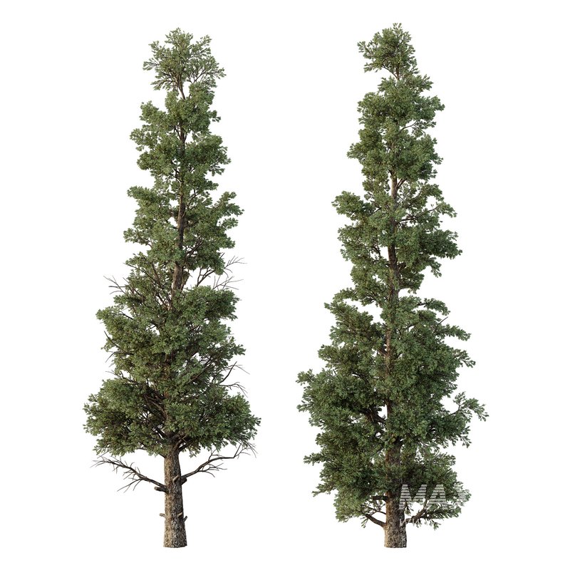 Chamaecyparis thyoides Tree002 - Image 1