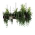 Indoorplants-Hanging plants set-83 - Thumbnail 6