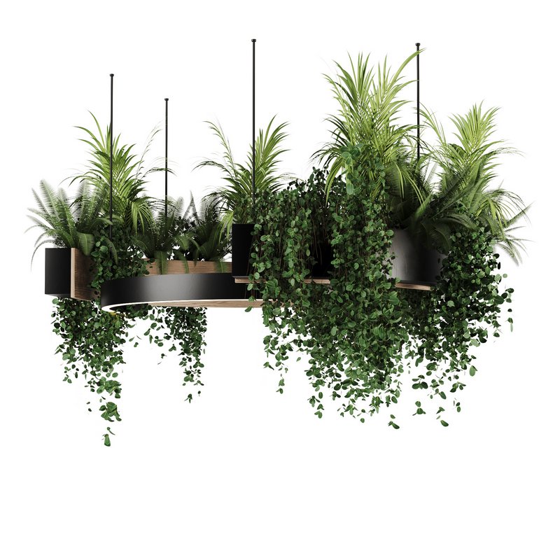 Indoorplants-Hanging plants set-83 - Image 6