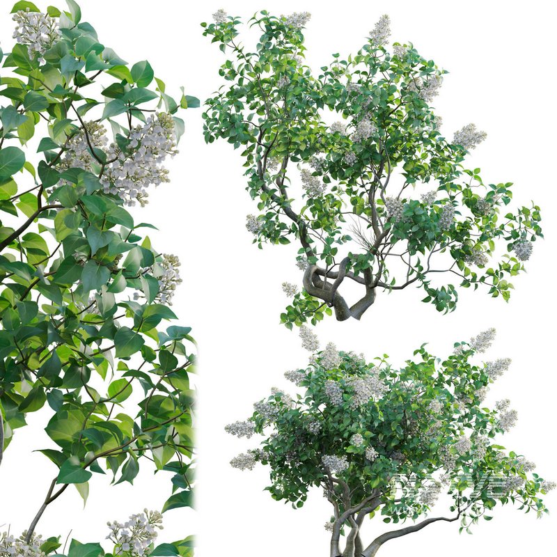 Syringa vulgaris – Common Lilac 02 - Image 1