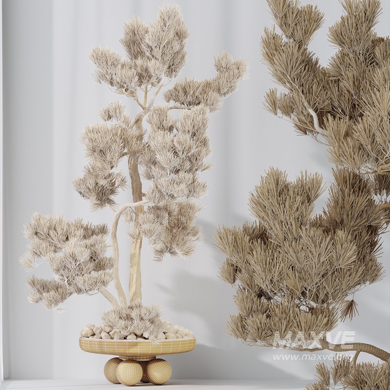 AV Indoor plants set 137 Bonsai Pinus Pentaphylla Thunbergii - Image 9