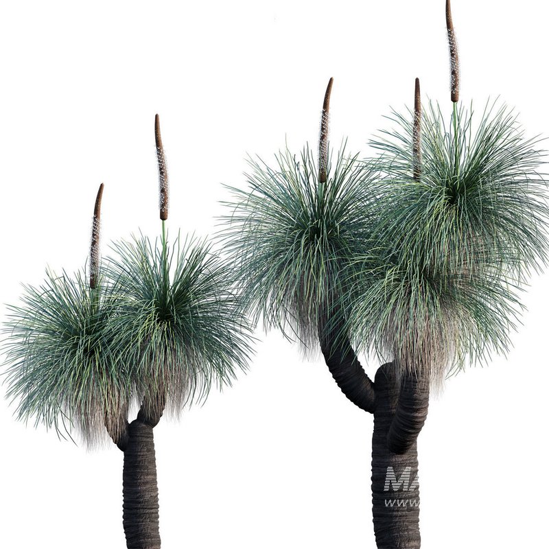 Xanthorrhoea Arborea - Image 1