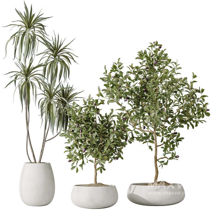 Indoor plants set 133 Wilsonii Chemlali Olive and Briful Pachira Aquatica and Warneckii Lemon Lime Cane Dragon - Image 2