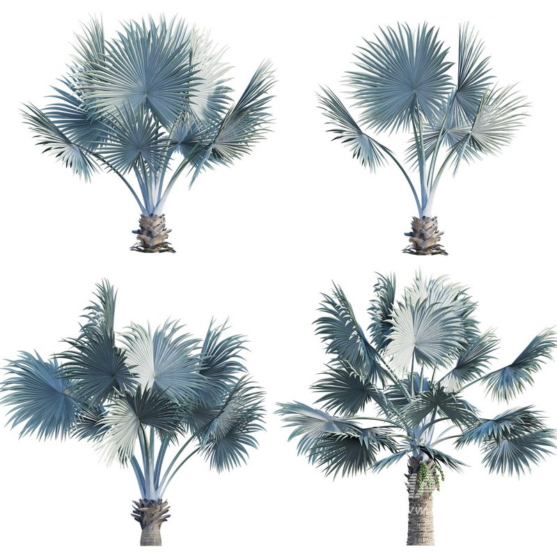 Bismarckia nobilis -Bismarck palm - Image 1