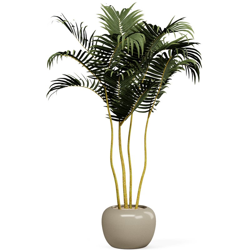 Indoorplants-153 - Image 3