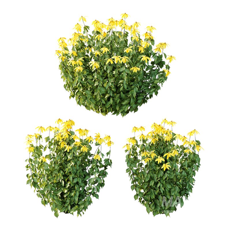 Rudbeckia laciniata Plant 02 - Image 1