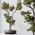 AV Indoor plants set 135 Bonsai Pinus Pentaphylla Thunbergii - Thumbnail 7