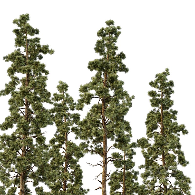 Pinus tree005 - Image 3