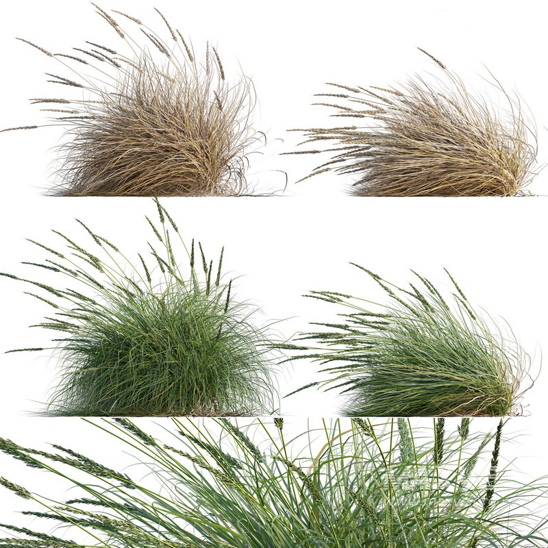 Muhlenbergia rigens -Deer Grass - Image 1