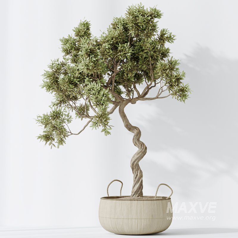 AV Indoor plants set 147 Ravenala Banana Strelitzia Nicolai Bird Of Paradise and Leccino Arbequina Wilsonii Chemlali Olive - Image 3