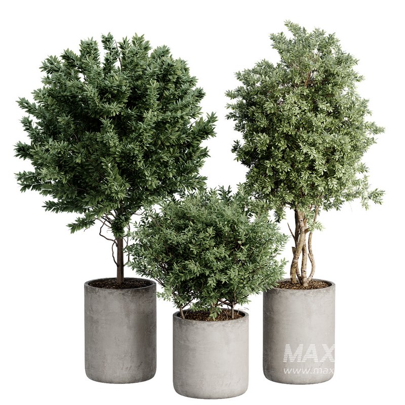 Indoor Plant 27 - Image 1