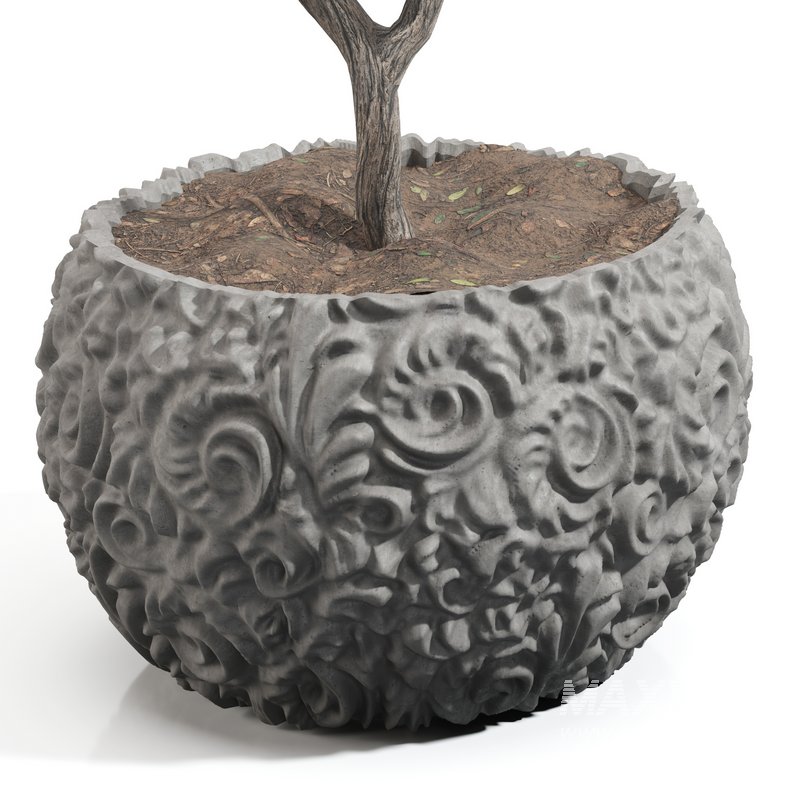 olive tree in concrete pot plant - Image 4