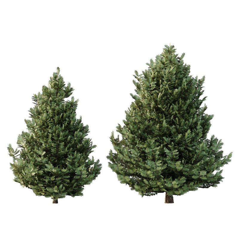 spruce tree005 - Image 4