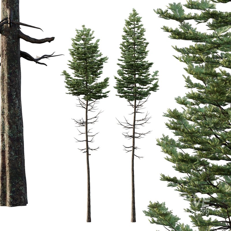 spruce tree14 - Image 3