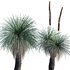 Xanthorrhoea Arborea – Grass Tree – 02 - Thumbnail 1