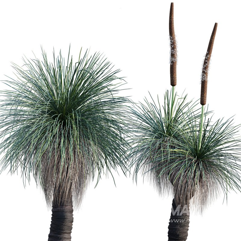 Xanthorrhoea Arborea – Grass Tree – 02 - Image 1
