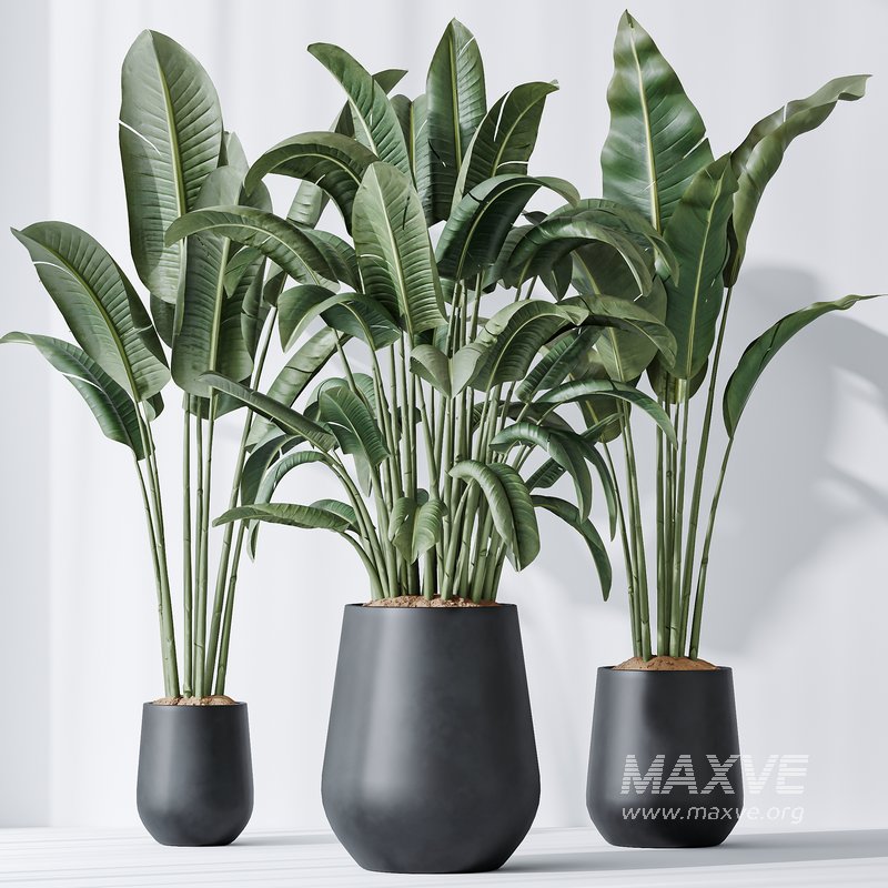 AV Indoor plants set 143 Bird Of ParadiseBird - Image 3