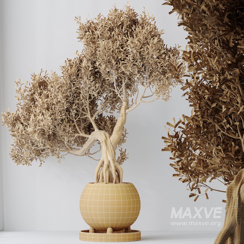 AV Indoor plants set 136 Bonsai Pinus Pentaphylla Thunbergii and Ficus Retusa Microcarpa Bonsai Ginseng - Image 8