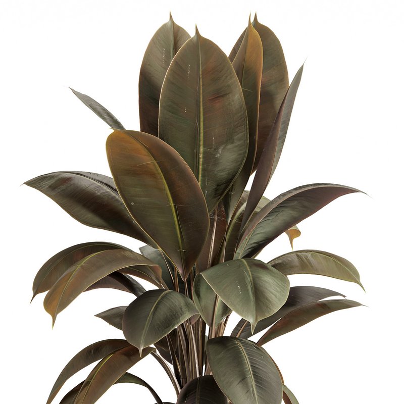Rubber Plant with Modern Wooden Stand - Image 3