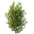 Argyrocytisus battandieri 04 - Thumbnail 4